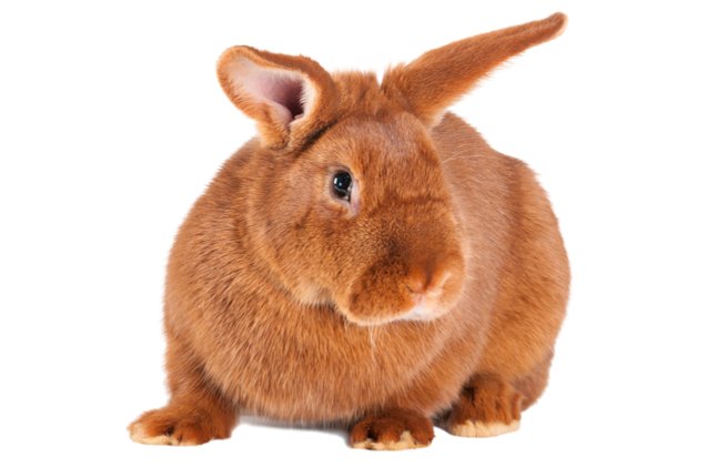 new zealand red rabbit