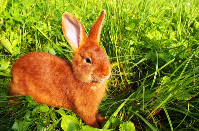 new zealand red rabbit