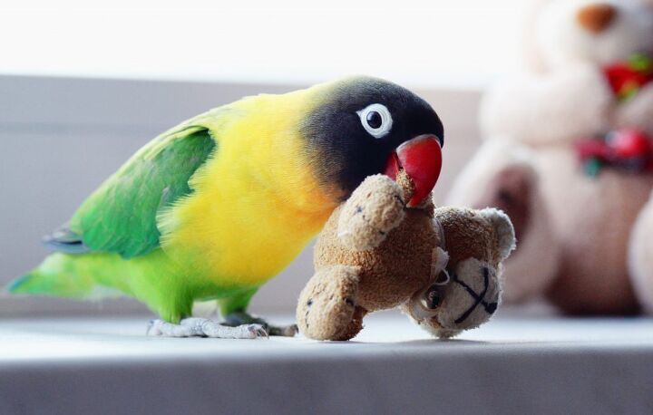 fischers lovebird