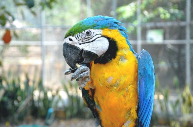 blue throated macaw