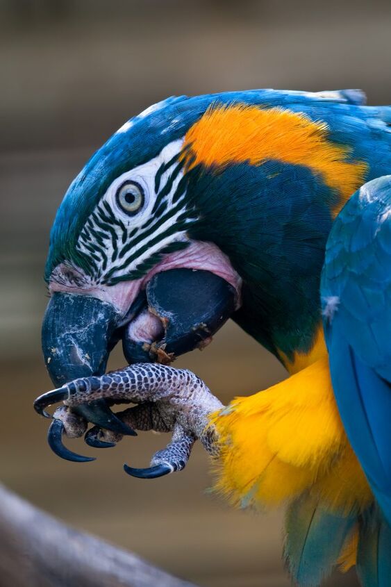 blue throated macaw