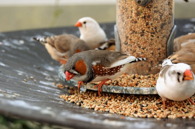 zebra finch