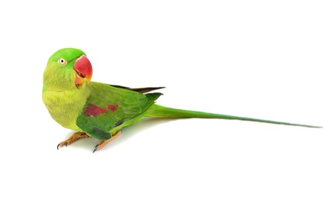 alexandrine parakeet