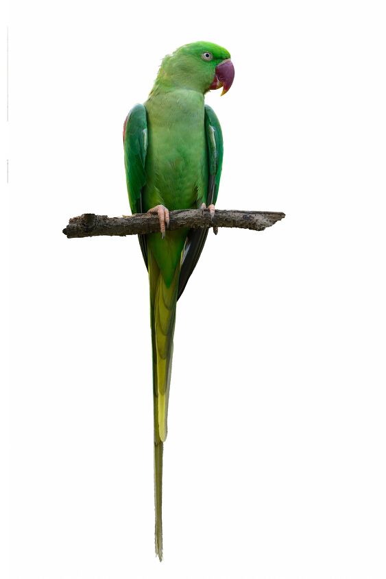 alexandrine parakeet