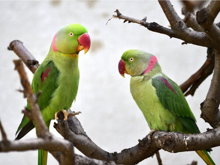 alexandrine parakeet