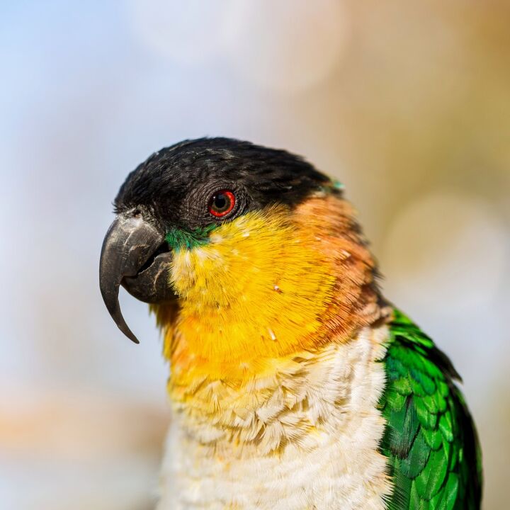 black headed caique