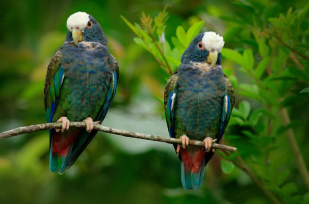 white capped pionus