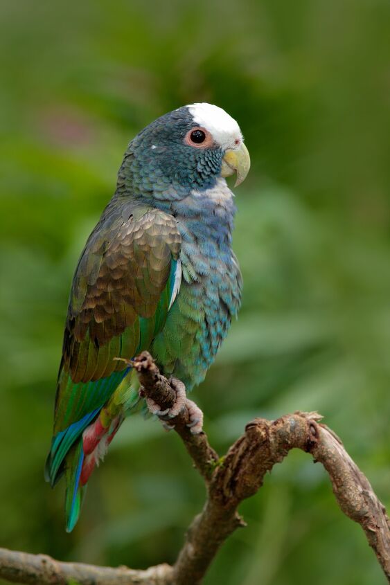 white capped pionus