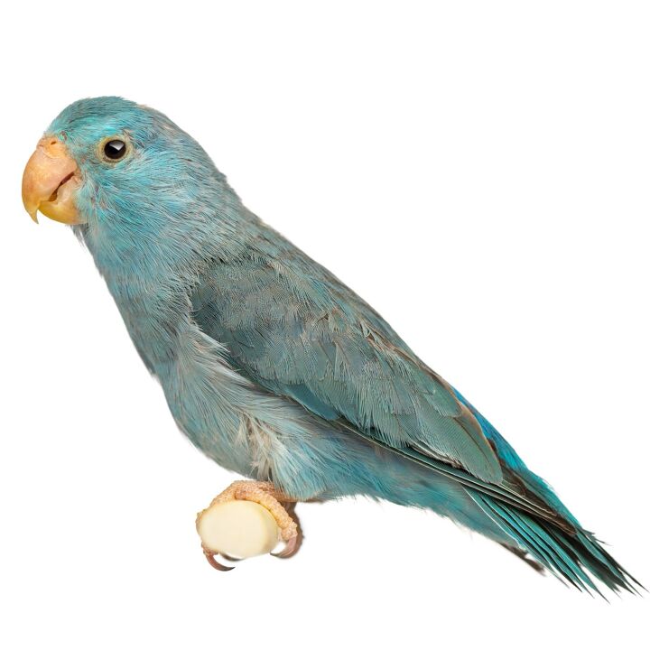 pacific parrotlet