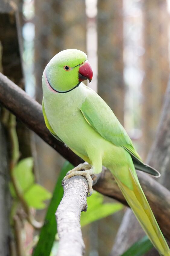 indian ringneck parakeet