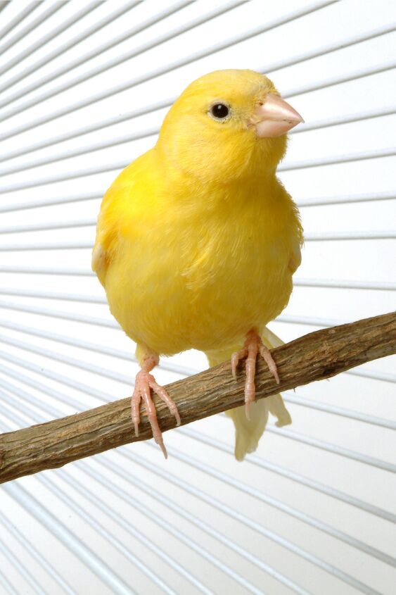 border fancy canary