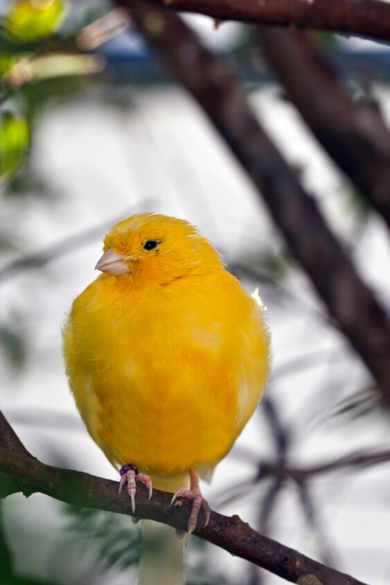 border fancy canary