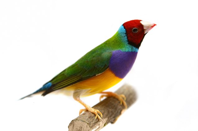 gouldian finch