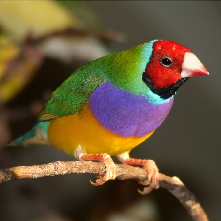 gouldian finch