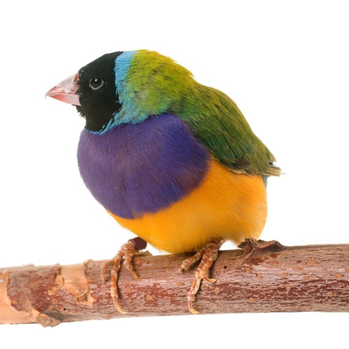 gouldian finch