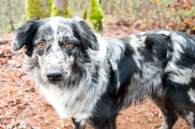 australian retriever