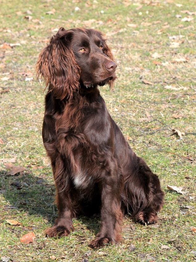 german spaniel