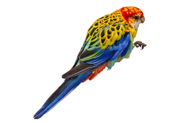 rosella parakeet