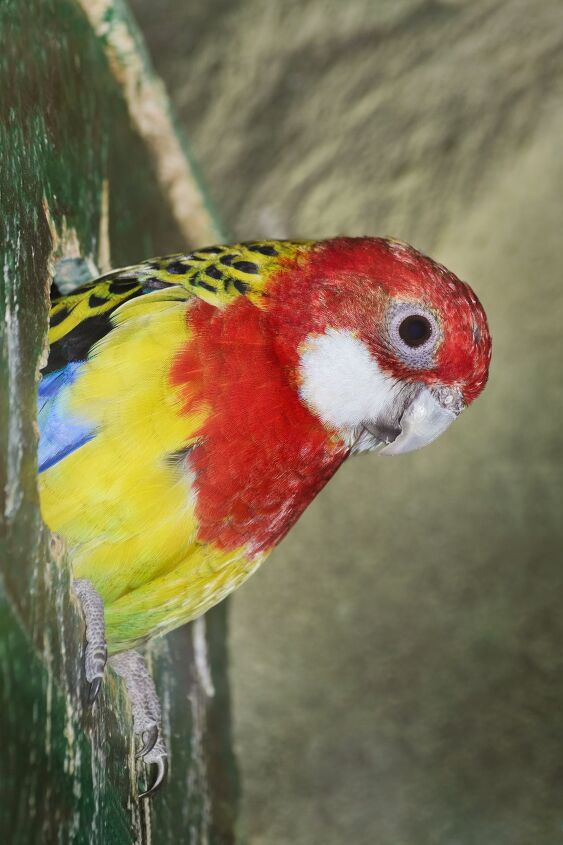 rosella parakeet