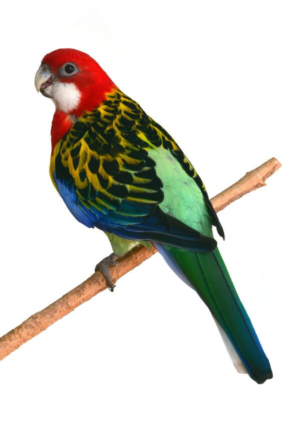 rosella parakeet