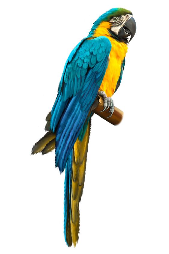 blue and gold macaw