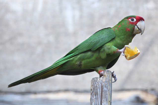 mitred conure