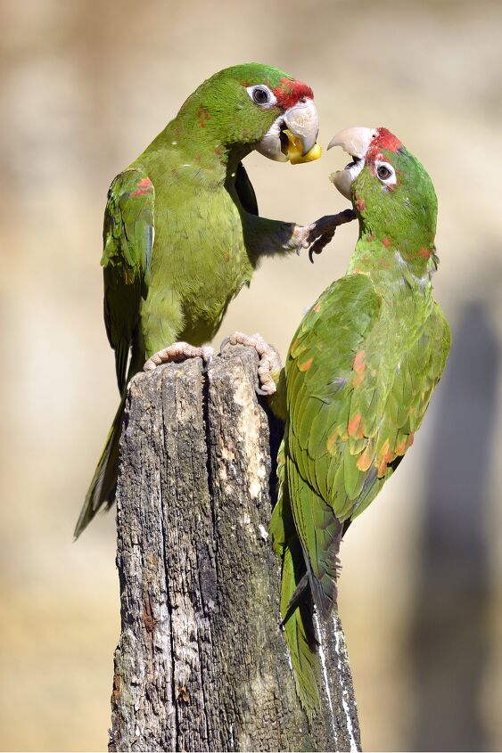 mitred conure