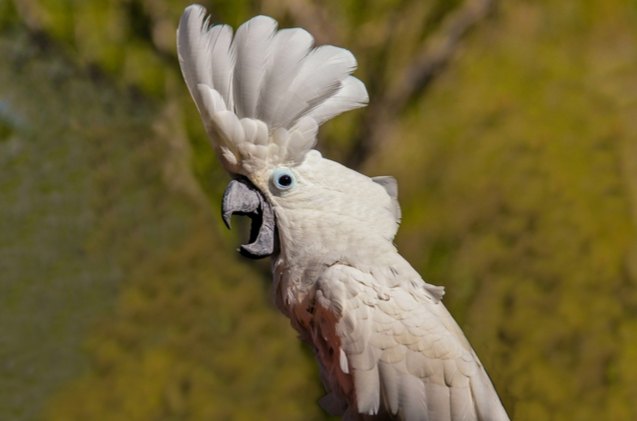 umbrella cockatoo