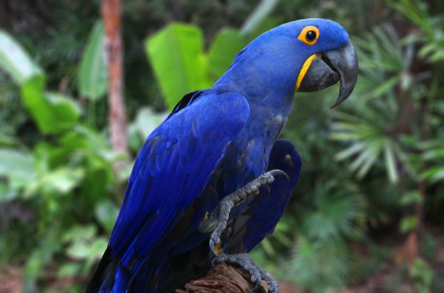 hyacinth macaw