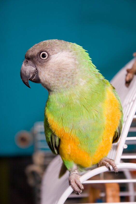 senegal parrot