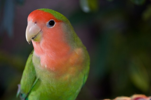 peach faced lovebird