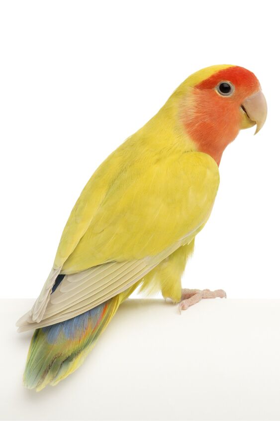 peach faced lovebird