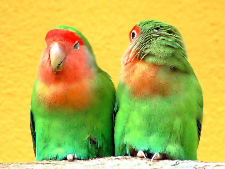 peach faced lovebird