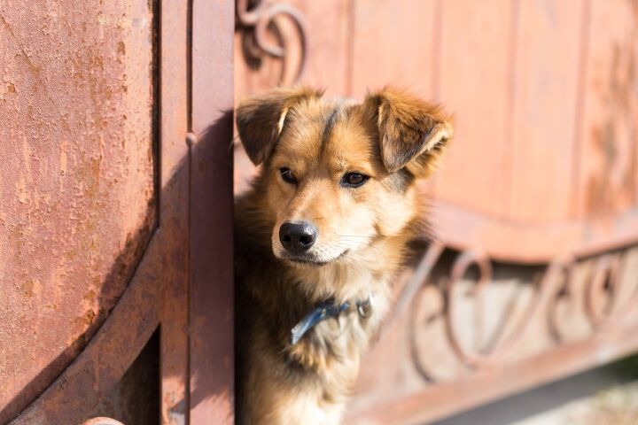 golden akita