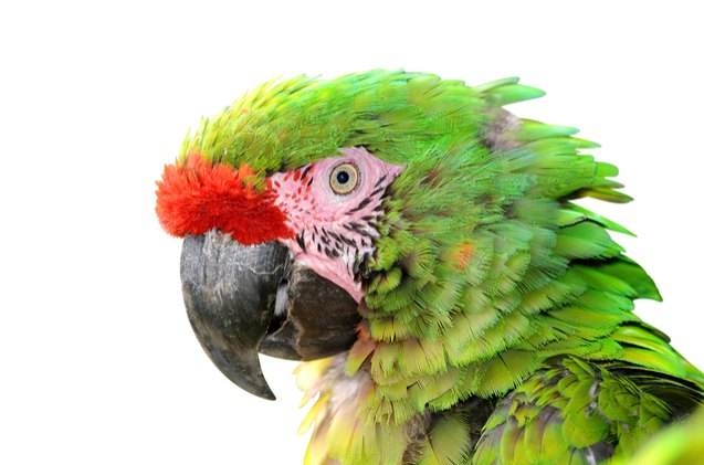 military macaw