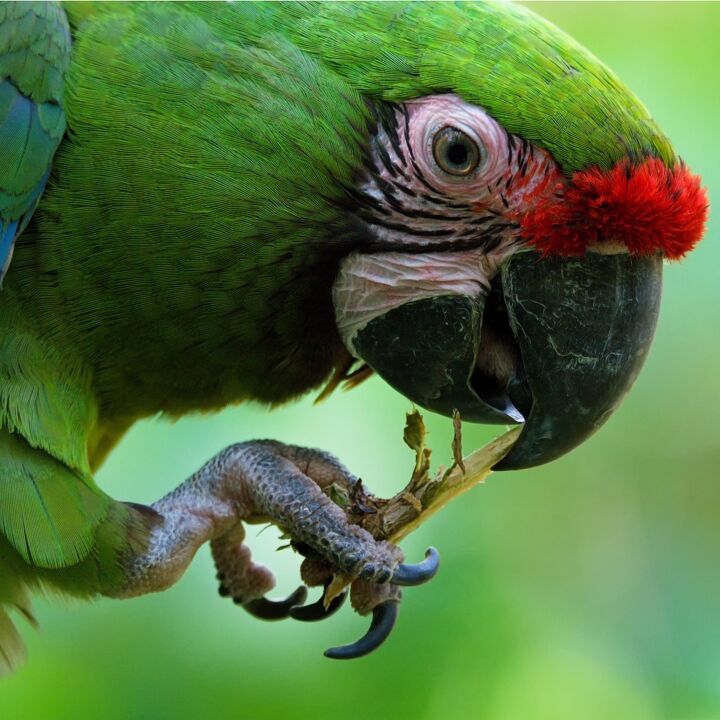 military macaw