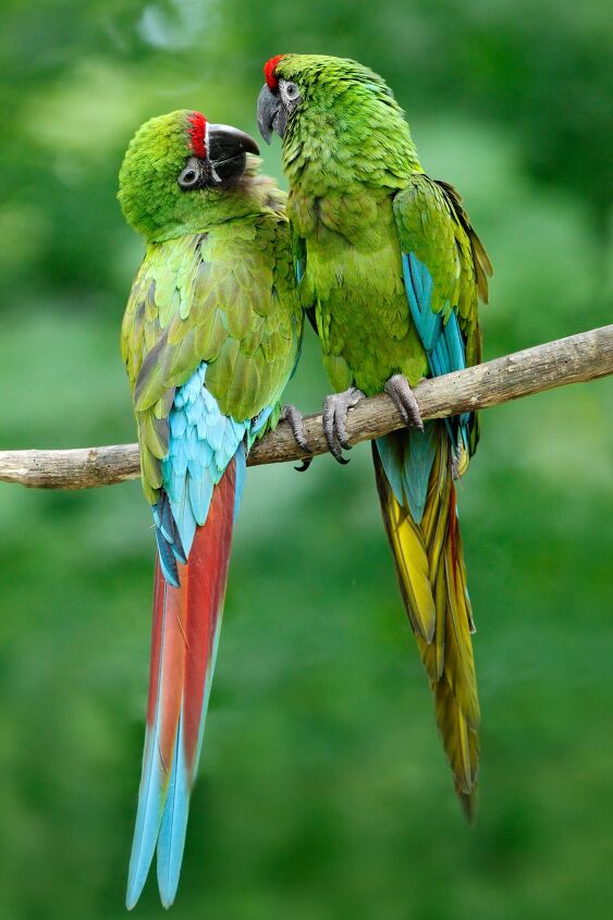 military macaw