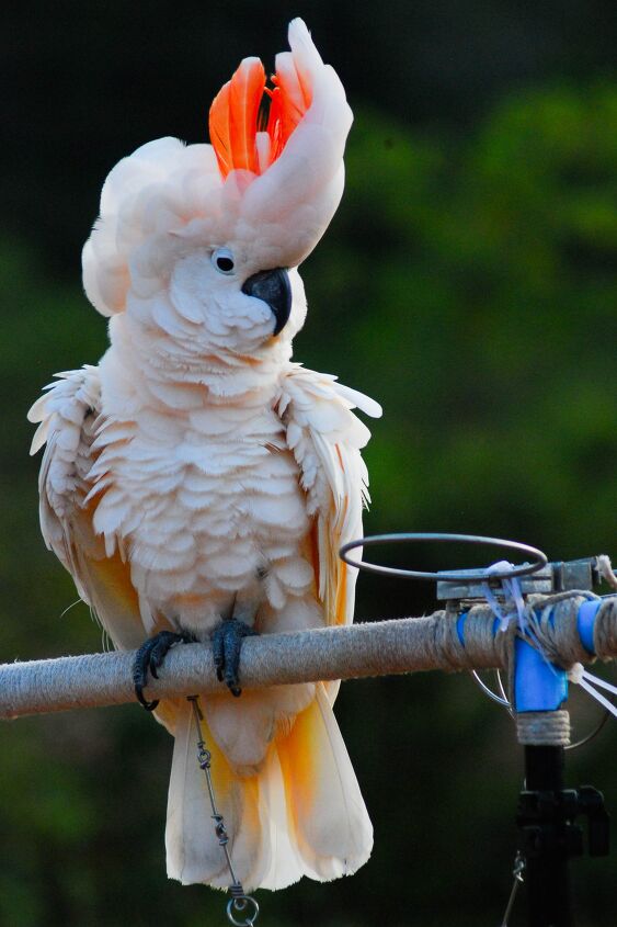 moluccan cockatoo