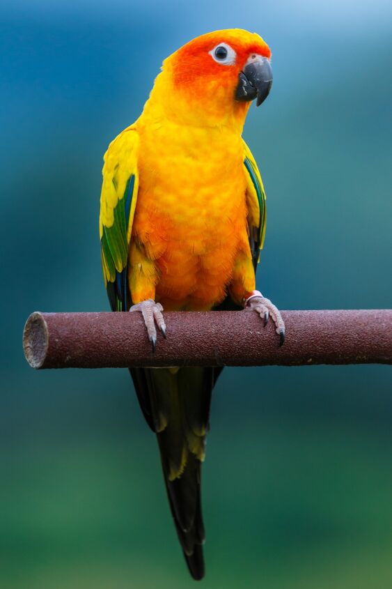 sun conure