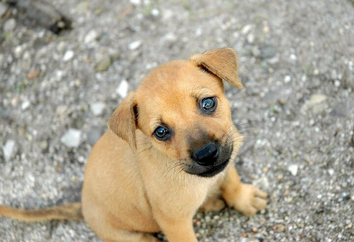 golden boxer