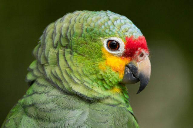 red lored amazon