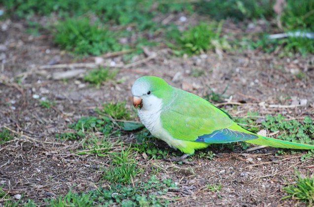 green rumped parrotlet