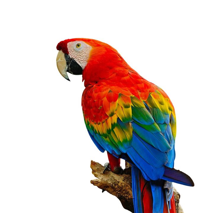 scarlet macaw