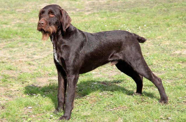 bohemian wirehaired pointing griffon