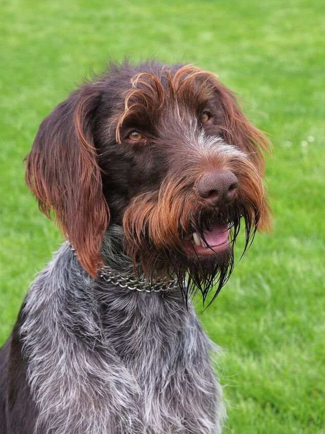 bohemian wirehaired pointing griffon