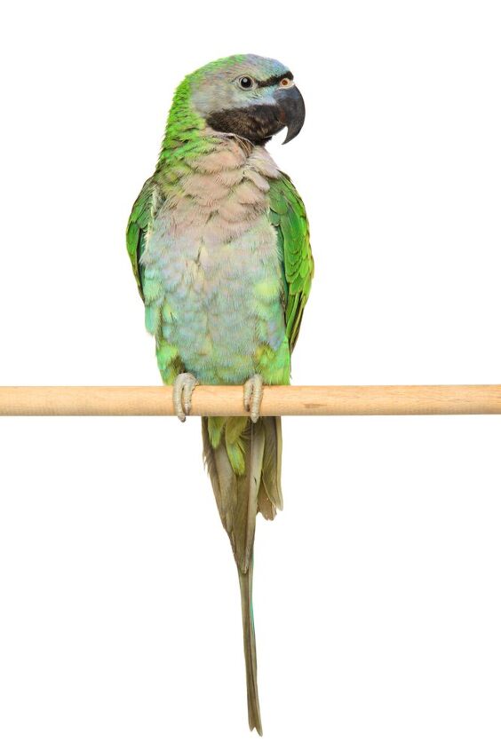 derbyan parakeet