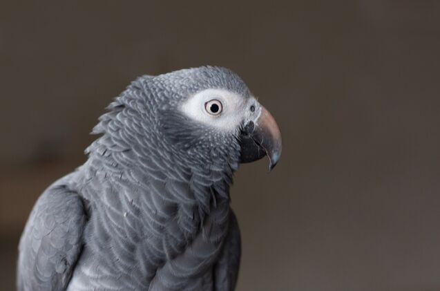 timneh african grey parrot