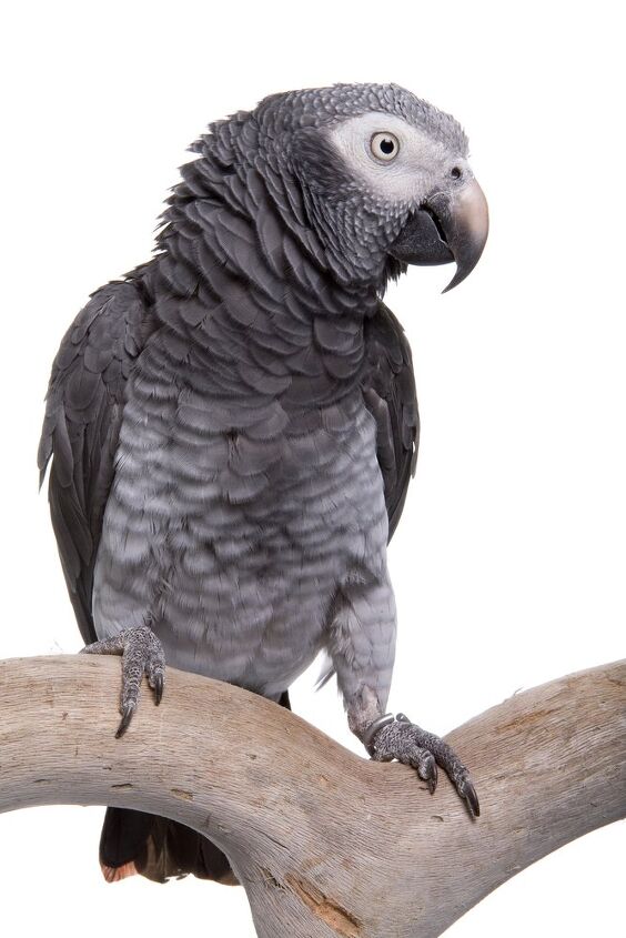 timneh african grey parrot