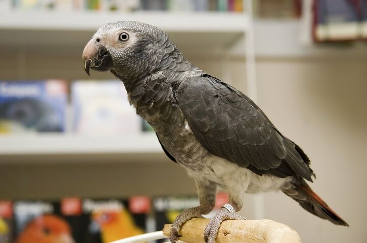 timneh african grey parrot