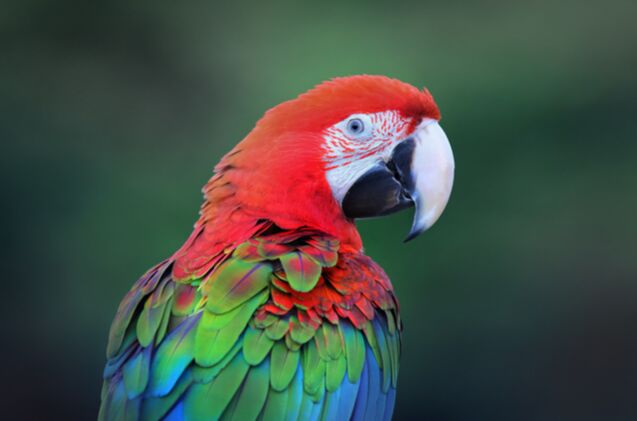 green winged macaw